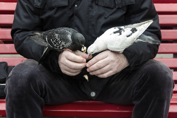 Colombo nero e colomba bianca mangiano dalle mani di un uomo - Фото, изображение