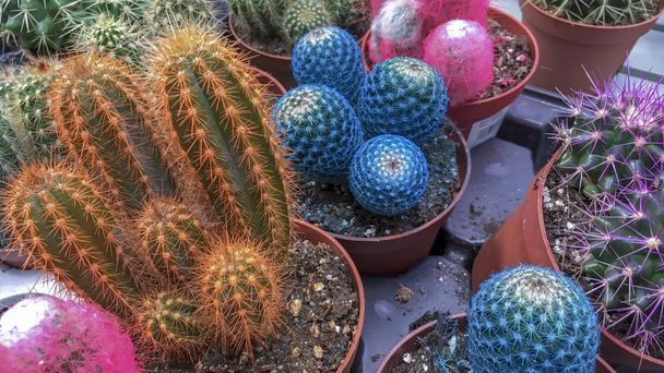 Diversi tipi di cactus colorati su un bancone del negozio da vicino
 - Foto, immagini