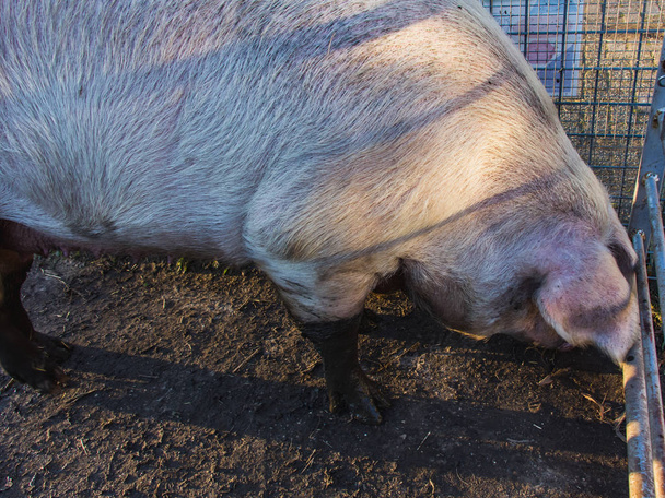 Зрілі великі рожеві свині, копита ссавців, крупним планом
 - Фото, зображення
