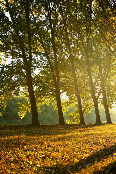 красивые деревья в осеннем лесу, яркий солнечный свет на закате
 - Фото, изображение