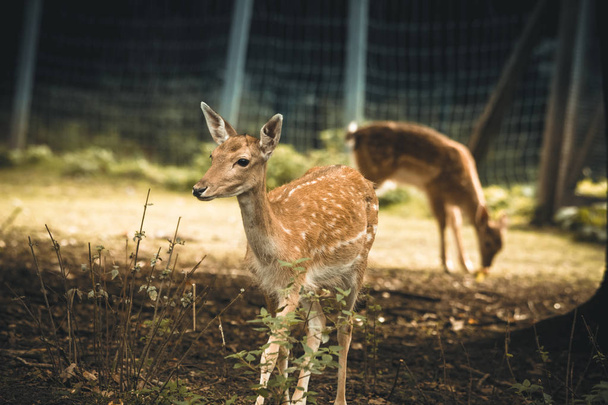 Fallow deer in an enclosure - Photo, Image