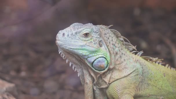 Porträtansicht eines grünen Leguans. - Filmmaterial, Video