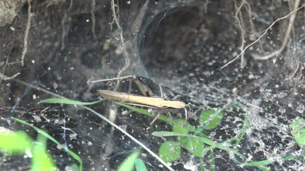 Hmyzí makro. Pavouk zaútočí kobylka na webu poblíž jeho norek - Záběry, video