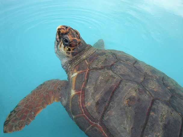 Aquatic turtle - Photo, Image