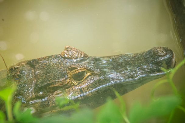 Big and frightening eye of a Caiman (Caimaninae) crocodile staying in still water - Foto, Imagem