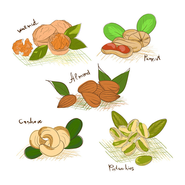 Nuts. Set. Sketch. Almonds, pistachios, walnuts, peanuts - Vector, Image
