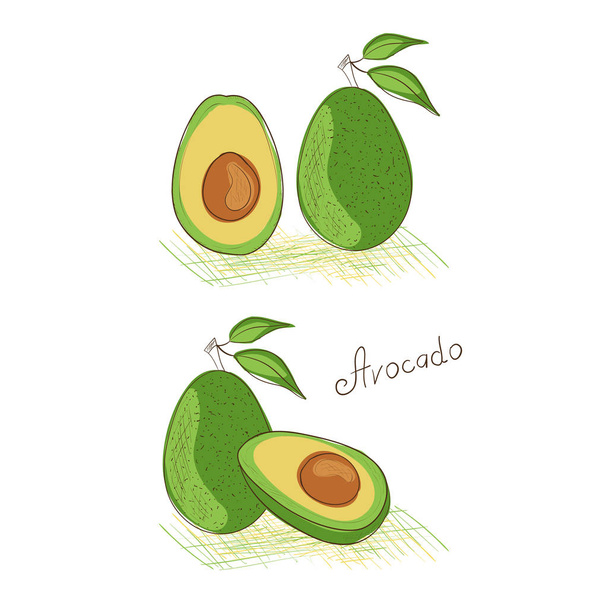 Avocado. Exotic fruit. Sketch. Set. - ベクター画像
