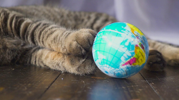 Kissa leikkii pallolla. Käsitys maailmasta kädessäsi. hidastettuna
 - Materiaali, video