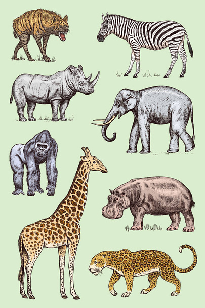 Set of African animals. Rhinoceros Elephant Giraffe Hippopotamus Leopard Hyena Western gorilla Wild zebra. Engraved hand drawn Vintage old monochrome safari sketch. Vector illustration. - Vector, Image