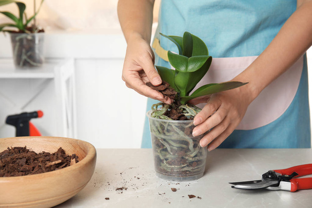 Woman transplanting orchid plant on table, closeup - Foto, afbeelding
