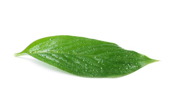 Green leaf with water drops isolated on white - Fotografie, Obrázek