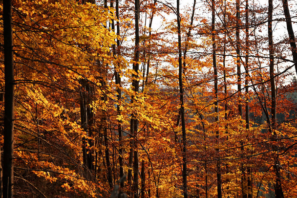 Picturesque view of beautiful forest on sunny autumn day - Valokuva, kuva