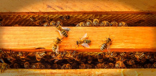 пчела на сотах с медом ломтиками нектара в клетках
. - Фото, изображение