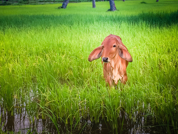 A cute calf in the green rice field in the morning. - Фото, изображение