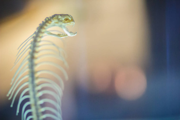 Snake skeletons of monocled cobra (Naja kaouthia), also called monocellate cobra, is a cobra species widespread across South and Southeast Asia. - Foto, Imagem