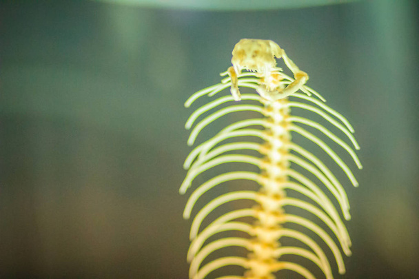 Snake skeletons of monocled cobra (Naja kaouthia), also called monocellate cobra, is a cobra species widespread across South and Southeast Asia. - Foto, Bild