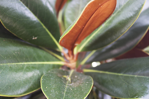 Close up detail of Magnolia grandiflora plant leaves - Photo, Image