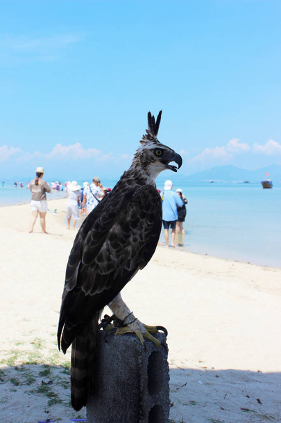 観光客に美しい海上コンクリートの記事にミサゴ鳥 - 写真・画像