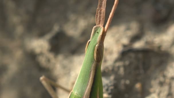 Leptysma marginicollis, the cattail toothpick grasshopper or slender locust, is grasshopper. It has very pointed head and flattened, sword-shaped antennae. It superficially resembles grasshoppers - Footage, Video