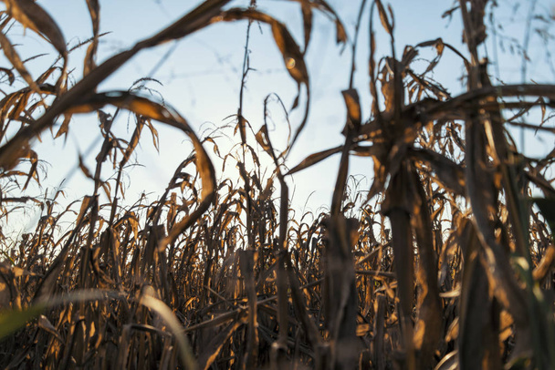 Pšeničné pole při západu slunce na venkově Lomellina - Fotografie, Obrázek