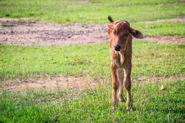A cute little red calf cow hybrid is standing up from its breaks and start to walk on the green grass field. - Fotó, kép