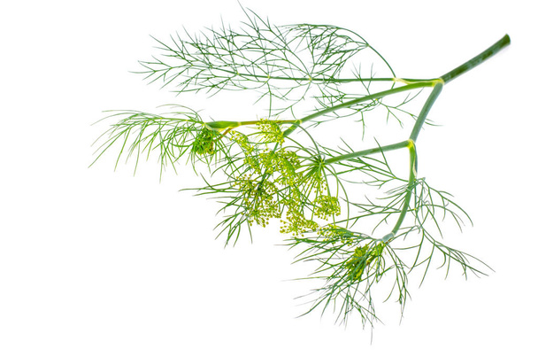 Branch of blossoming dill isolated on white. Studio Photo - Photo, Image