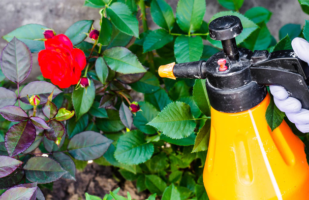 Uso de pesticidas contra pragas e doenças em rosas. Foto Estúdio
 - Foto, Imagem