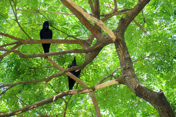 Ptaka crow dwa (Corvus macrorhynchos) stojąc na gałęzie drzewa duży deszcz (Samanea saman) szuka ofiar z promieni słonecznych. Widok z dołu. - Zdjęcie, obraz