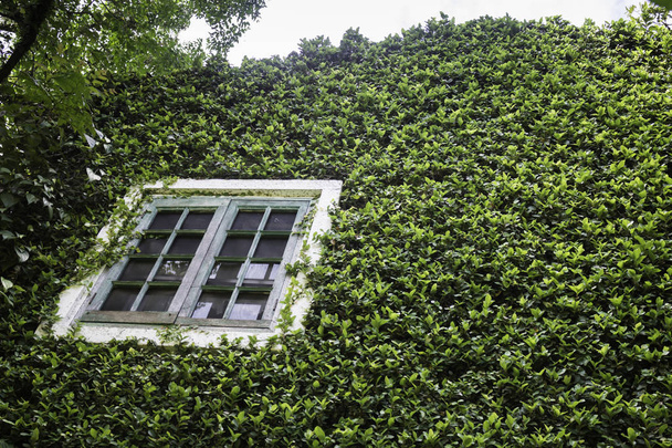 Ivy wokół domu z cegły w lokalnym kurorcie, zdjęcie - Zdjęcie, obraz