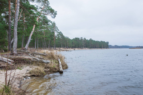 Ciudad Carnikava, Letonia. Río Daugava en otoño, agua y árboles. Foto de viaje 2018
. - Foto, Imagen
