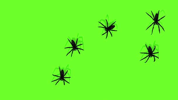 animation of spiders on green screen creepy crawling - Video