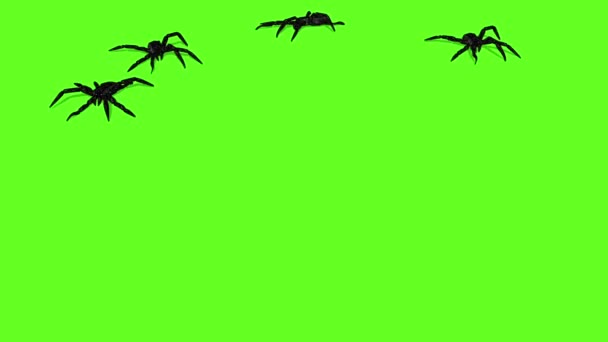 animation of spiders on green screen creepy crawling - Materiaali, video