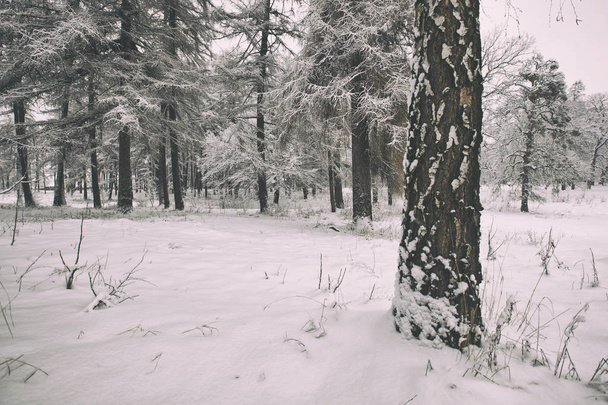 vista pitoresca do parque de inverno com árvores cobertas de neve
  - Foto, Imagem