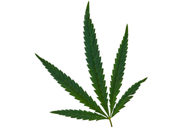 Grünes Cannabisblatt isoliert auf weißem Hintergrund - Foto, Bild