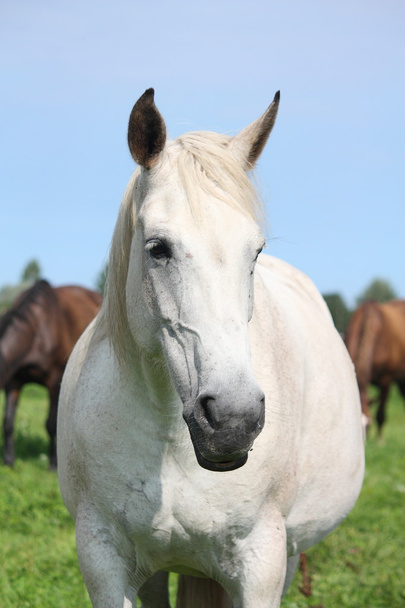 Retrato de caballo blanco en el pasto
 - Foto, imagen