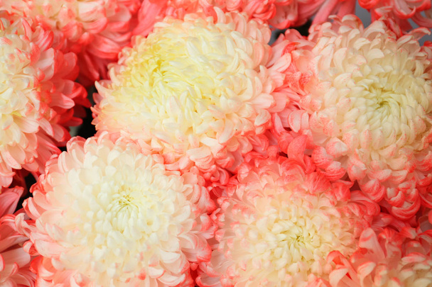 Un montón de hermosas flores de crisantemo - Foto, Imagen