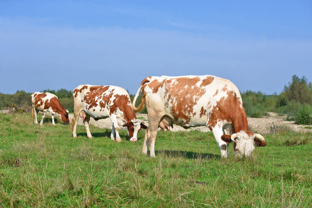 Αγελάδες σε θερινό βοσκότοπο. - Φωτογραφία, εικόνα
