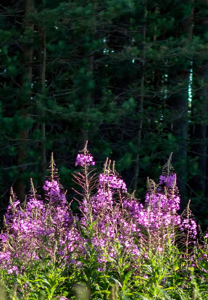 Chamaenerion angustifolium flower, también conocido como fireweed, gran willowherb y rosebay willowherb contra el bosque oscuro. Racemas de flores de color púrpura a rosa de fuego flor silvestre en el bosque
. - Foto, imagen