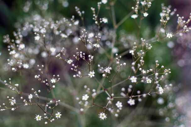 Fondo suave borroso con muchas flores blancas de aliento de bebé (Gypsophila paniculata) en el jardín. Fondo natural con flores de gypsophila comunes. Imagen de ensueño suave
. - Foto, imagen