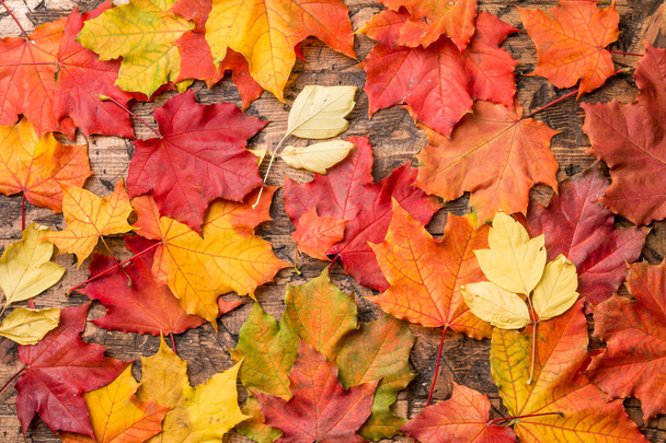 barevné listí na dřevěné desce - Fotografie, Obrázek