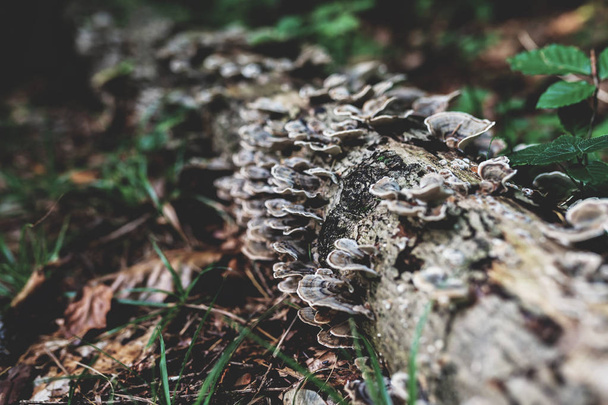 Фото Осеннего леса. Группа коричневых грибов на старом бревне
 - Фото, изображение