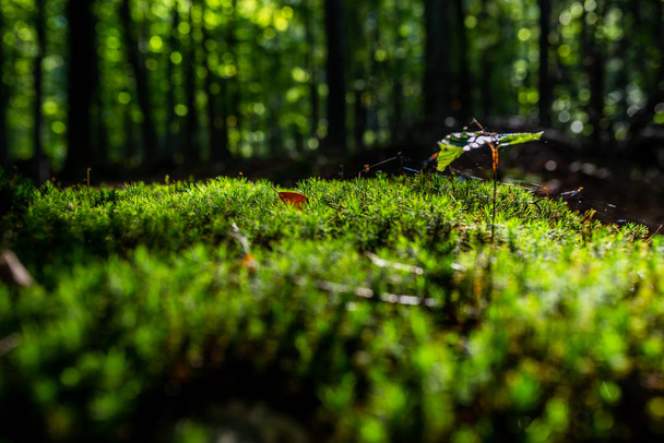 Close-up of freshness green moss and growing leaf, selective focus - Fotoğraf, Görsel
