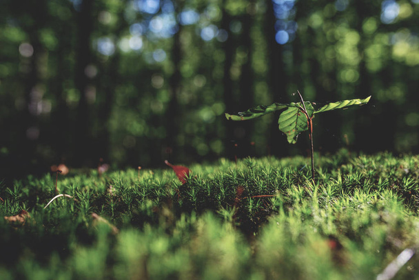 Nahaufnahme von frischem grünem Moos und wachsenden Blättern, selektiver Fokus - Foto, Bild