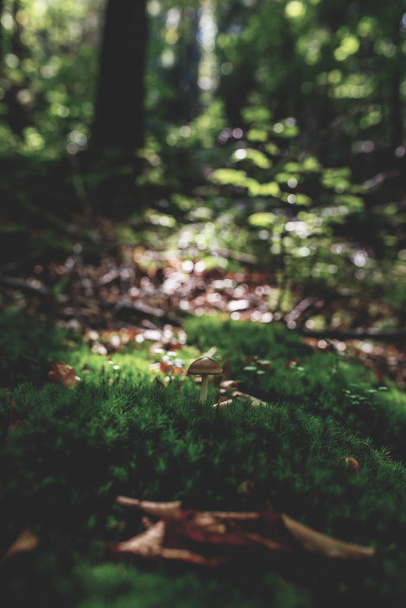 photo of Mossy green meadow in autumn forest with sunlight - Zdjęcie, obraz
