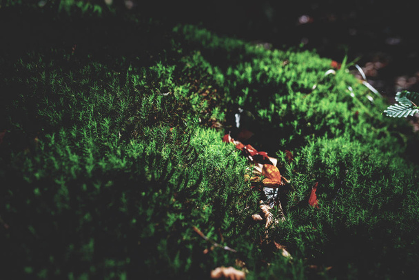 Фото Мосси зеленый луг в осеннем лесу с солнечным светом
 - Фото, изображение