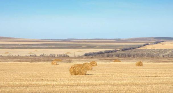 クリーン農業分野と黄金の干し草の秋の風景は、ハカス、ロシアの青い空の下ロールします。 - 写真・画像