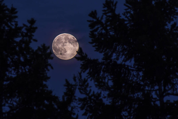 luna llena en los pinos
 - Foto, Imagen