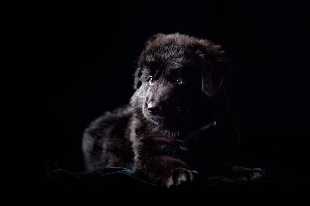 Black  long-haired German shepherd puppy on black - Foto, imagen
