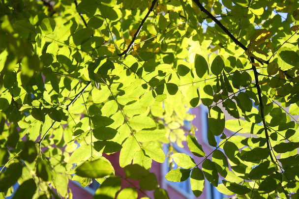 Zöld levelek a napsütésben - Fotó, kép