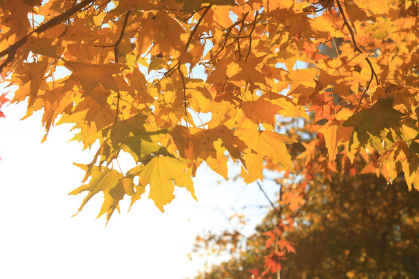 Closeup autumn maple leaf - Foto, Imagen